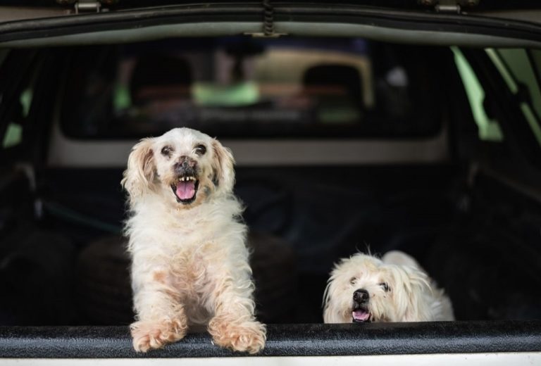 cbd-for-dogs-who-get-car-sick-top-cbd-for-my-pets