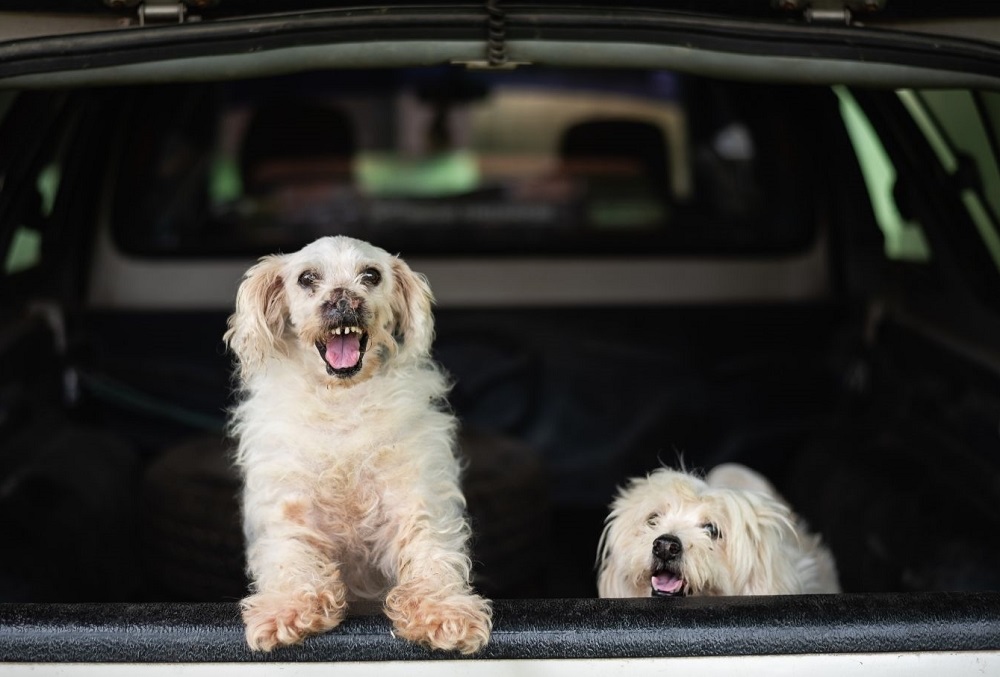 CBD For Dogs Who Get Car Sick