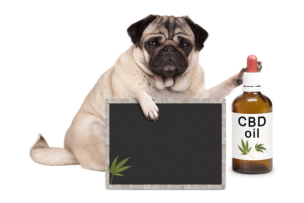 How To Legally Buy CBD for Dogs?