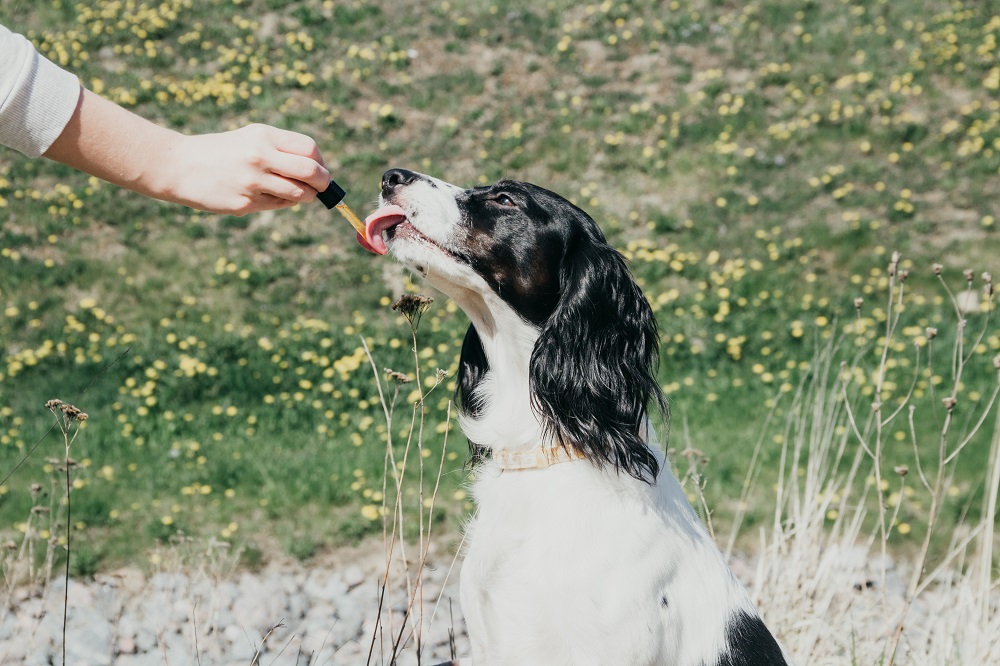 How to Dose CBD for Dogs?