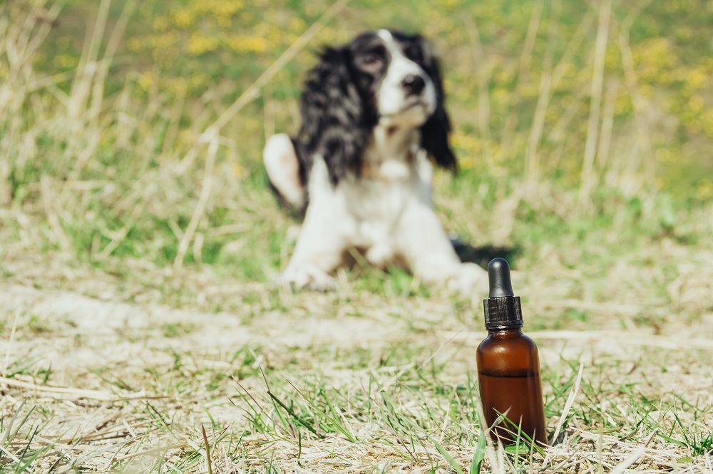 How To Get CBD for Dogs?
